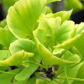 Ginkgo Leaf Organic
