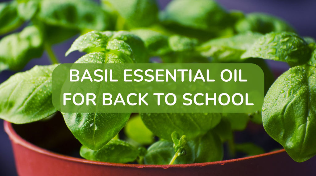 A bowl of fresh green basil leaves