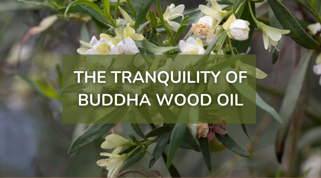 Embracing Tranquility With Organically Grown Buddha Wood Essential Oil