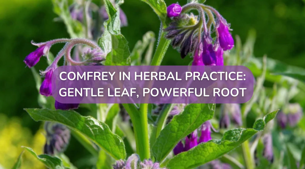 Comfrey in Herbal Practice: Gentle Leaf, Powerful Root – APOTHECARY SHOPPE