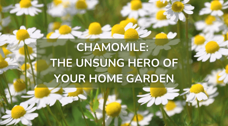 A Beginner's Guide to Chamomile: History, Healing, and Calming Recipes