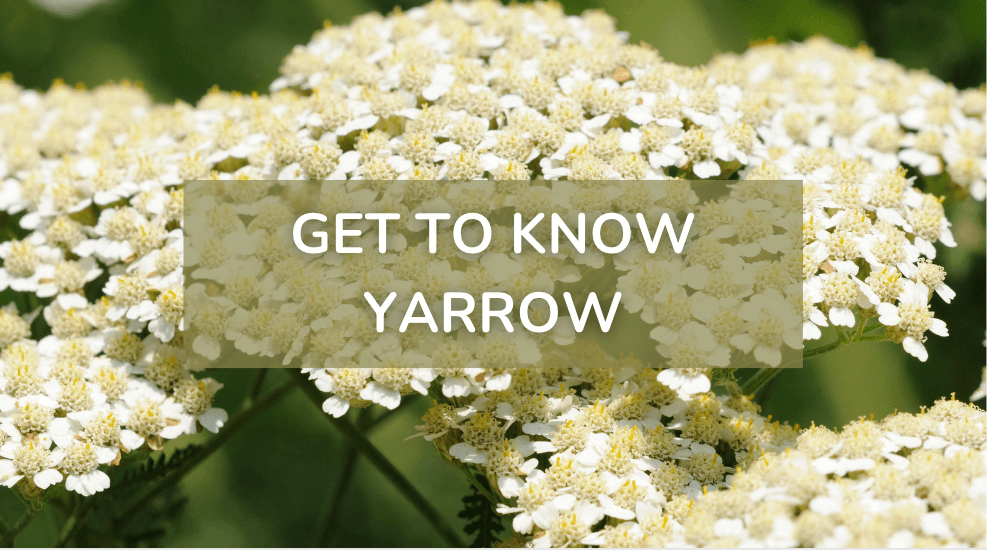 Yarrow Def Get to Know Yarrow: A Diverse Species with a Rich History – APOTHECARY ...