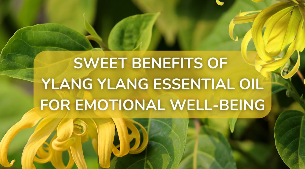 close up of yellow ylang ylang flowers