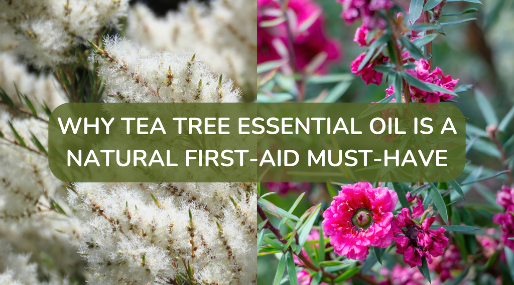 Australian Tea Tree plant and New Zealand Tea Tree plant
