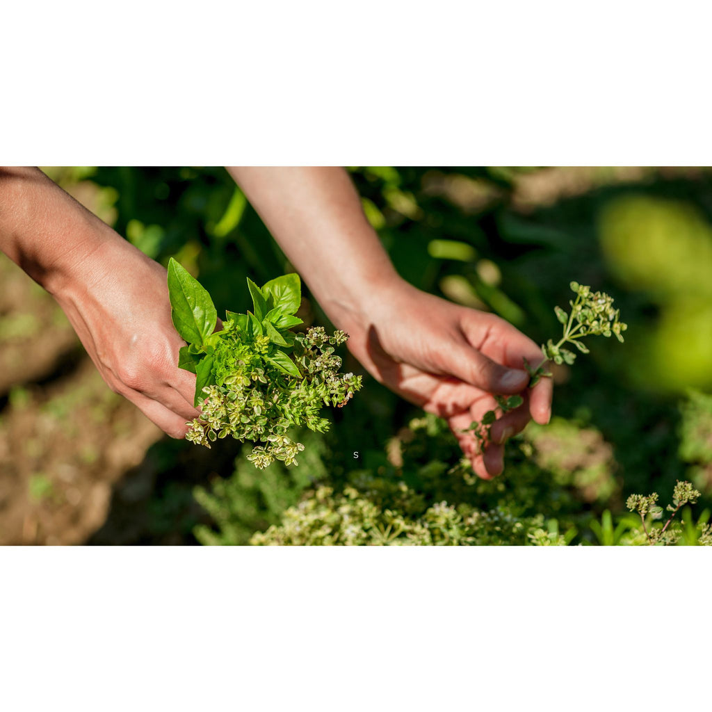 Summer Herbs