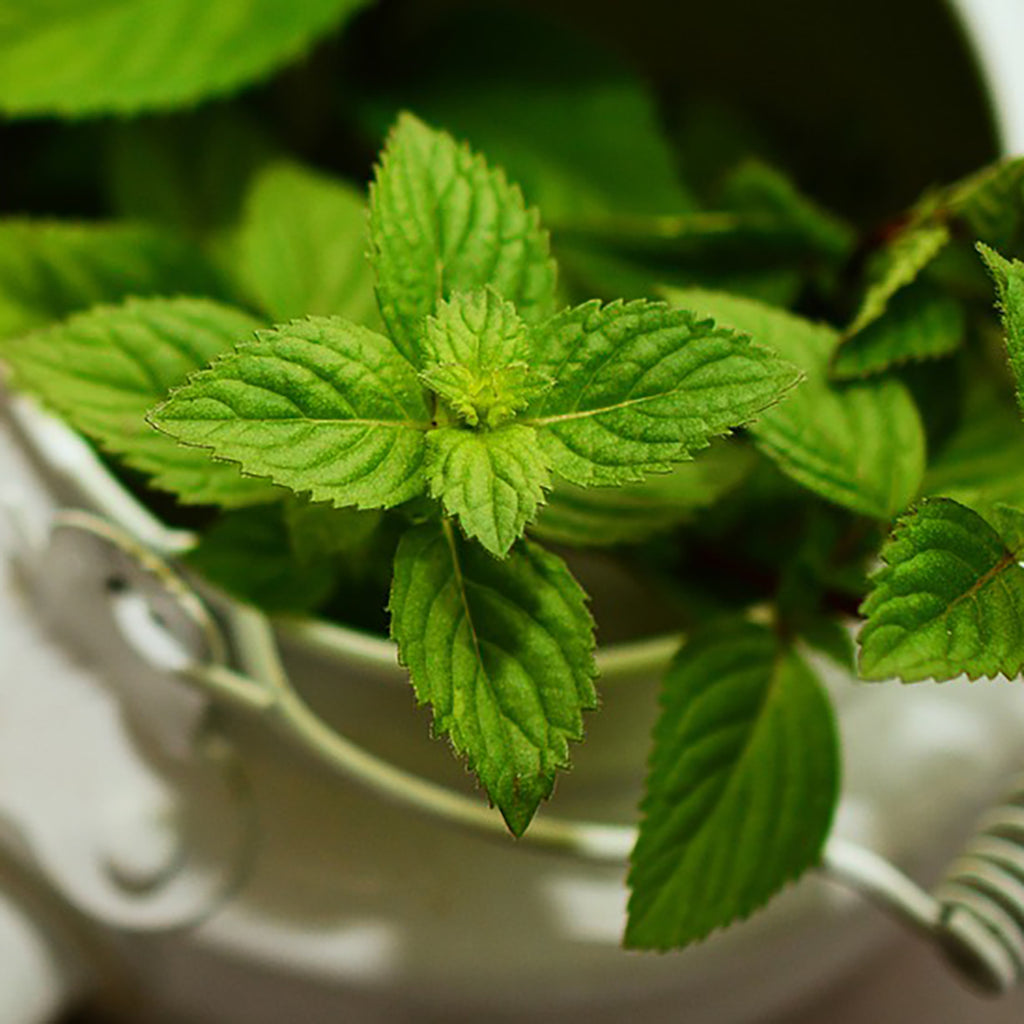 Why We Love Peppermint
