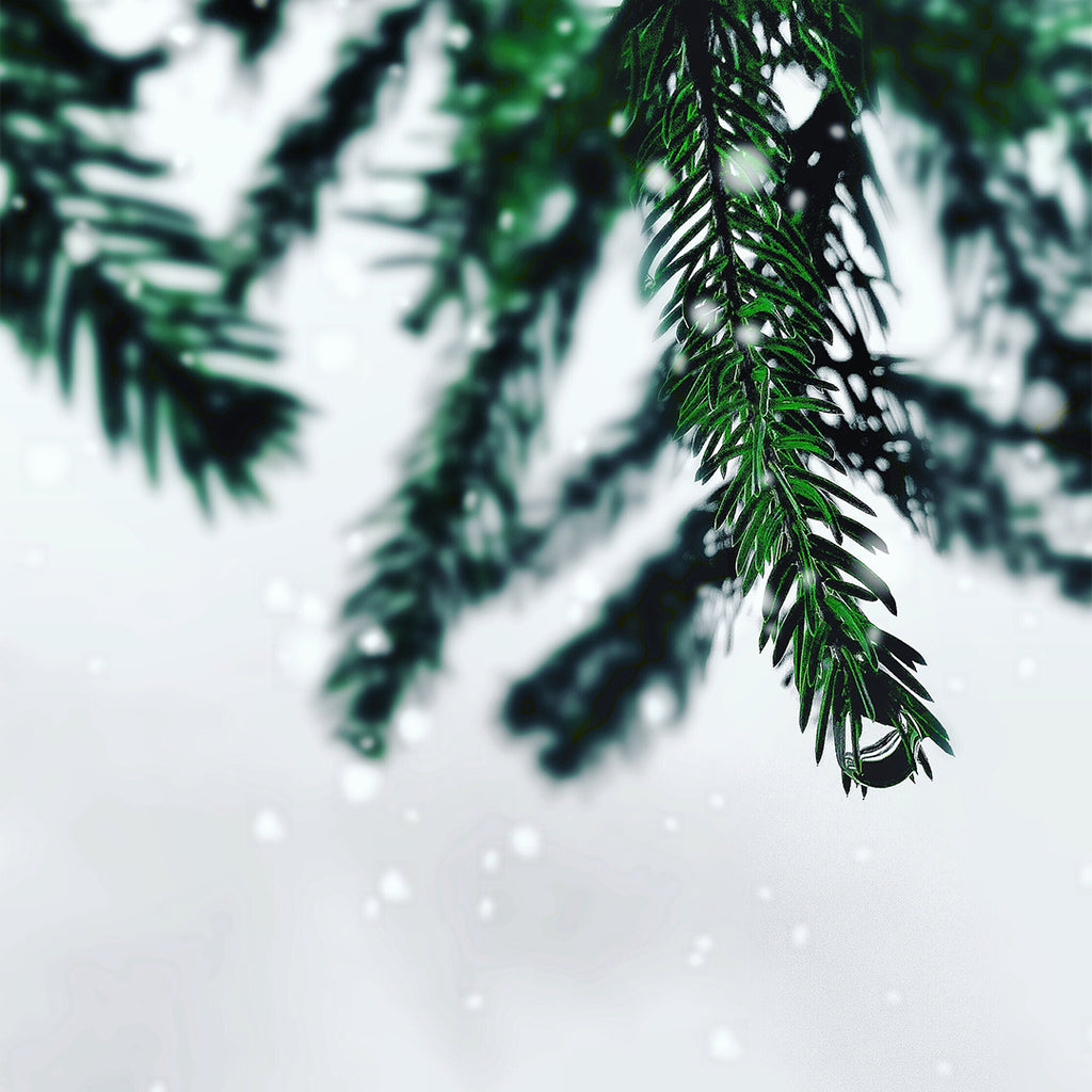 Essential Oils for the Winter Season