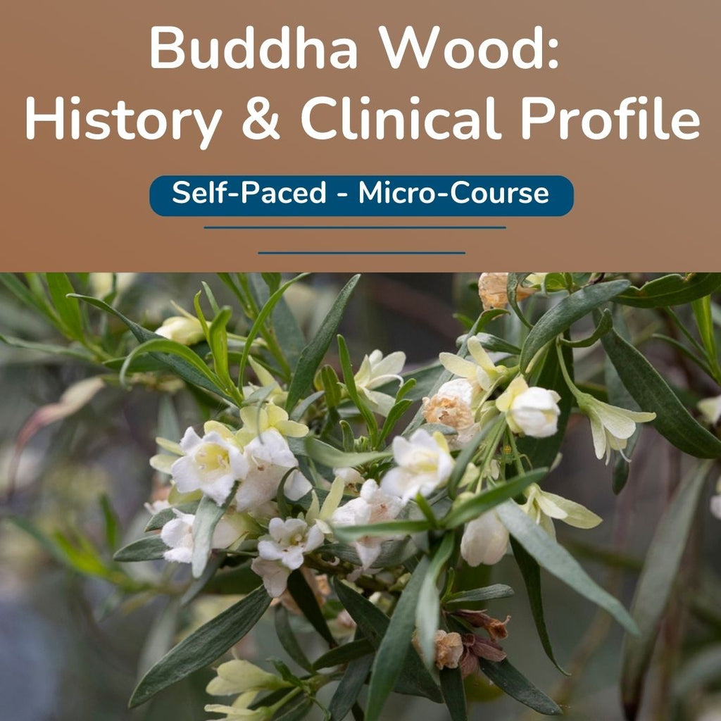 Buddha Wood:  History & Clinical Profile