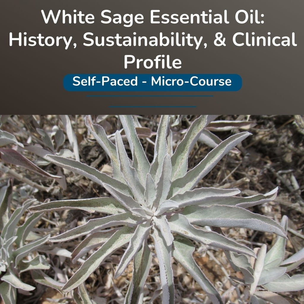 White Sage Essential Oil: History, Sustainability, & Clinical Profile