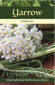 Decorative image of the yarrow herb of the year front cover