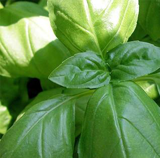 Basil Organic