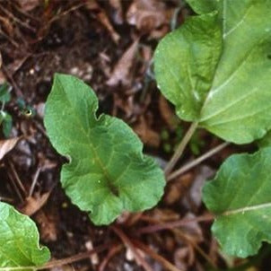 Burdock Root Organic