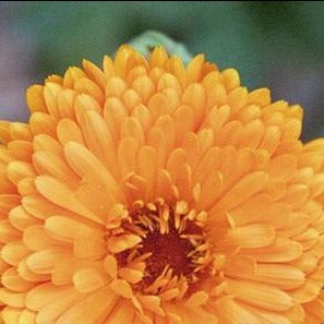 Calendula Flowers Organic