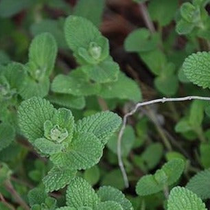 Catnip Herb Organic