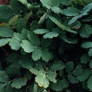 Celandine Organic