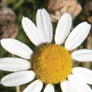 German Chamomile Organic