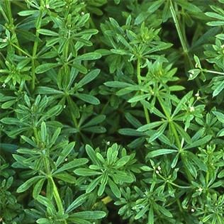 Cleavers Organic