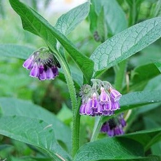 Comfrey Root Organic