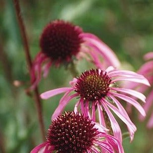 Echinacea Root Organic