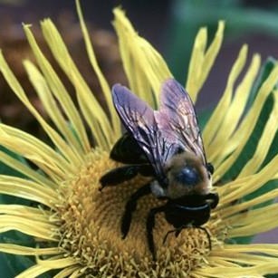 Elecampane Root Organic