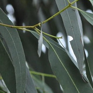 Eucalyptus Leaves Organic