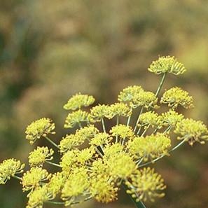 Fennel Seed Organic