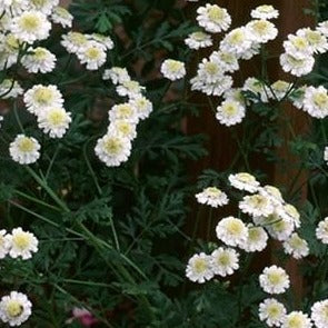 Feverfew Leaves Organic