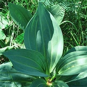 Gentian Root Organic