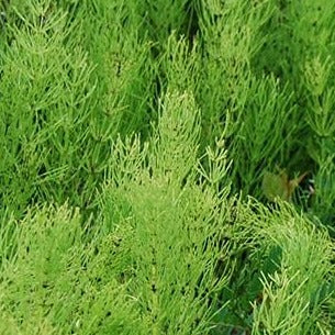 Horsetail (Shavegrass) Organic