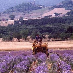 Hyssop Organic