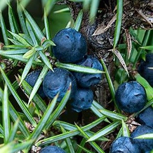 Juniper Berries Organic