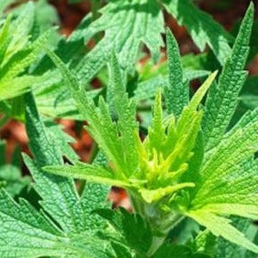 Motherwort Organic