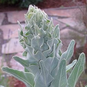 Mullein Leaf Organic