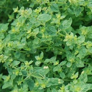 Oregano Leaf Organic