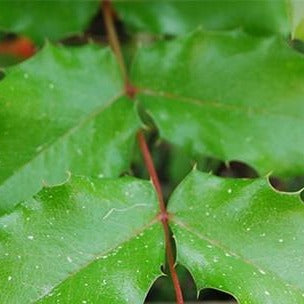 Oregon Grape Root