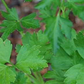 Parsley Leaf Organic