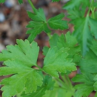 Parsley Root Organic