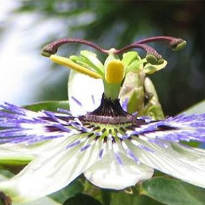 Passion Flower Organic