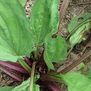 Plantain Leaf Organic