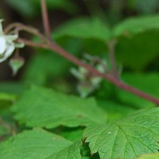 Red Raspberry Leaf Organic