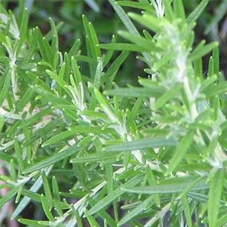 Rosemary Organic