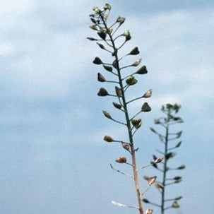 Shepherds Purse Organic