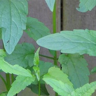 Skullcap Organic