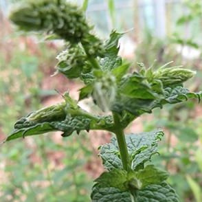 Spearmint Organic