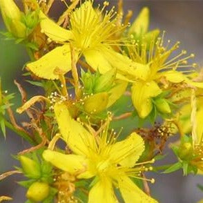 St Johns Wort Organic