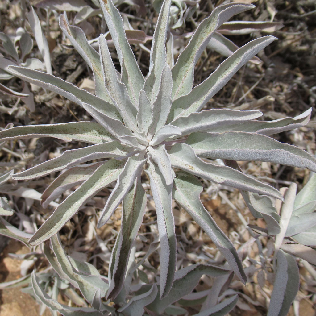 White Sage Plant Image by Dorene Petersen