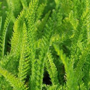 Yarrow Leaf & Flowers Organic