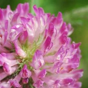 Red Clover Flowers Organic